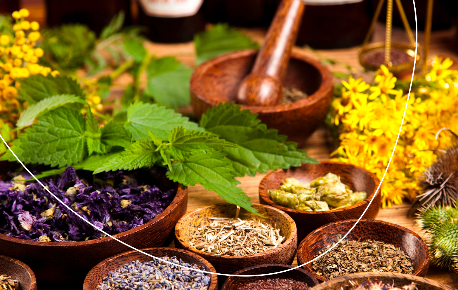 Bylinky při léčbě neplodnosti v Repromedě